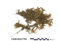 藏品(羽平苔)的圖片